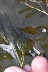 Ranunculus kauffmannii