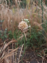 Allium vineale