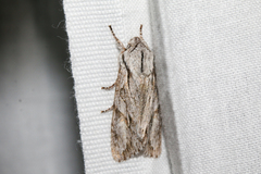Egira crucialis