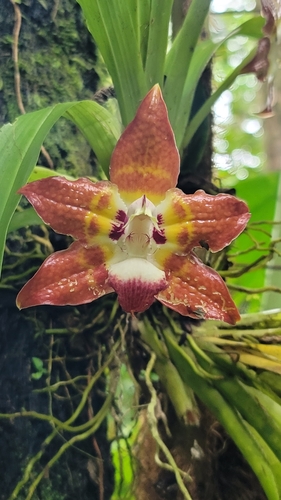 Huntleya burtii, photograph 5
