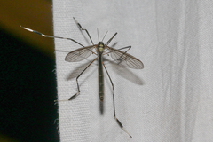 Bittacomorpha occidentalis