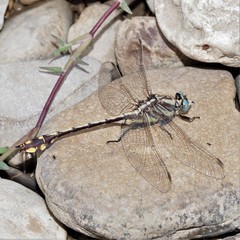 Gomphurus