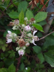 Rubus ulmifolius