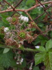 Rubus ulmifolius