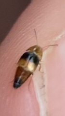 Tachyporus obtusus