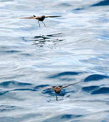 Oceanites gracilis