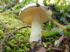 Russula purpureotincta