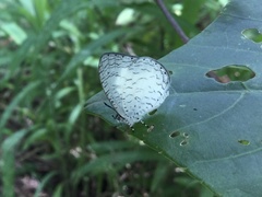 Spalgis lemolea lemolea