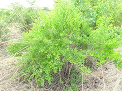 Strychnos spinosa spinosa