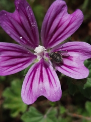 Usia aenea