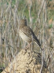 Certhilauda curvirostris brevirostris