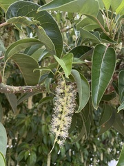 Phytolacca dioica