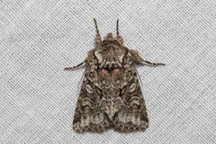 Lacinipolia cuneata