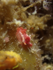 Goniodoris