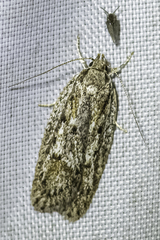 Acantholena siccella