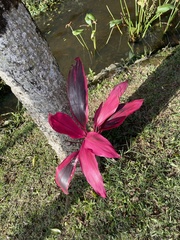 Cordyline fruticosa