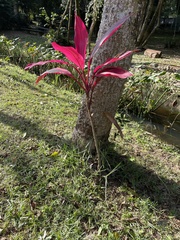 Cordyline fruticosa