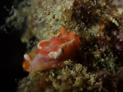 Goniodoris