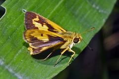 Oriens goloides
