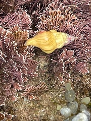 Nodopelagia brazieri