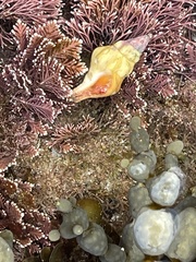 Nodopelagia brazieri