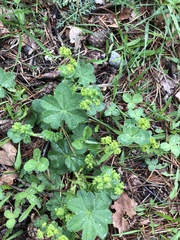 Alchemilla glaucescens