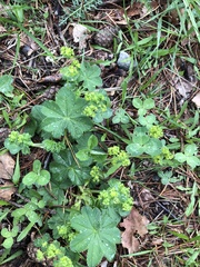 Alchemilla glaucescens