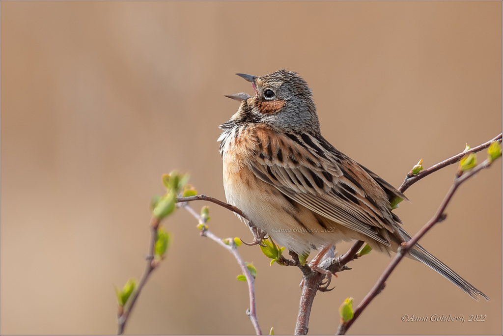 Chestnut Bunting photo