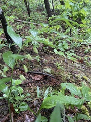 Polygonatum biflorum