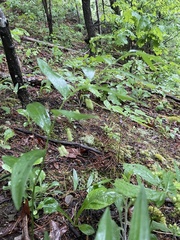 Polygonatum biflorum