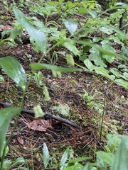 Polygonatum biflorum