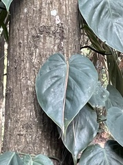Philodendron hederaceum
