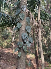 Philodendron hederaceum