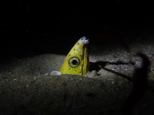 Blackfin snake eel (Ophichthus altipennis) — Ophichthidae — 2