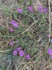 Astragalus versicolor