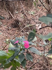 Impatiens walleriana