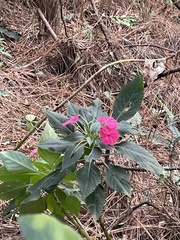 Impatiens walleriana