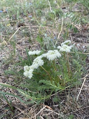 Ferulopsis hystrix