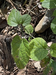 Pyrenacantha grandiflora