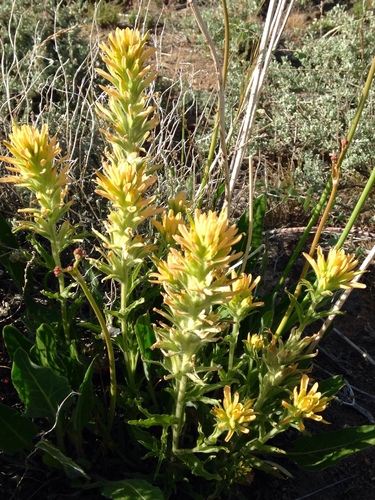 Castilleja dissitiflora