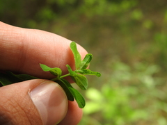 Dasineura serotina