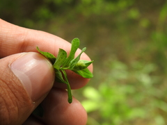 Dasineura serotina