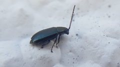 Phyllotreta