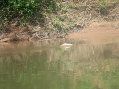 Graptemys ouachitensis