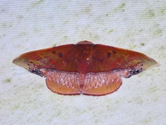 Fascellina clausaria