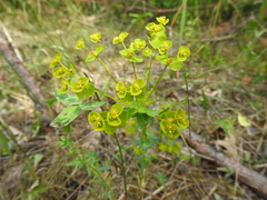 Euphorbia seguieriana