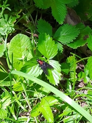 Clitellaria ephippium