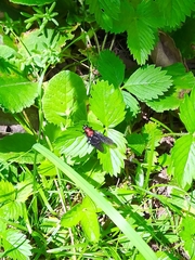 Clitellaria ephippium