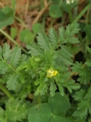 Potentilla paradoxa