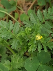 Potentilla paradoxa